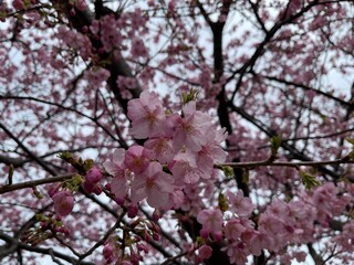 pink cherry blossom