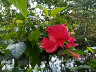 Hibiscus rosa sinensis, known colloquially as Chinese hibiscus, China rose, Hawaiian hibiscus, rose mallow and shoeblack plant, is a species of tropical hibiscus
