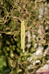 Blüte einer Korkenzieher Haselnuss - Corylus avellana Contorta