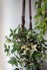 Hängende Makramee Blumenampel mit bunter Zimmerpflanze