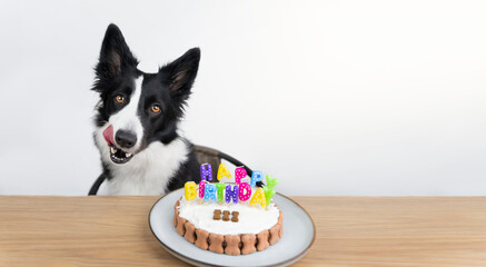 Black and white border collie licks his lips next to a birthday cake against a white background