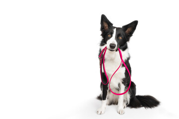 Black and white border collie brought a pink leash and holds it in his teeth waiting for a walk. Isolated dog. Life with dog. Walk with dog