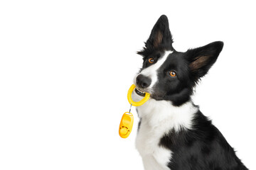 A black and white border collie has brought a yellow clicker and is waiting for the training to...
