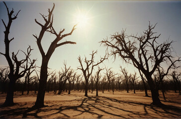 Sunlight Piercing Through Bare Trees in a Drought-Stricken Landscape