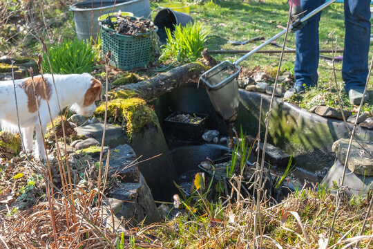 Frau reinigt Gartenteich von Grünalgen ihr kleiner Hund beobachtet sie dabei
