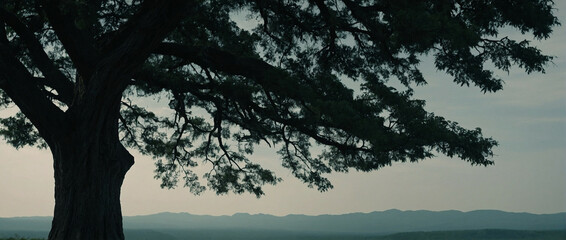 Dark Green Tree Standing Tall During Twilight Hours Overlooking a Mountain Range