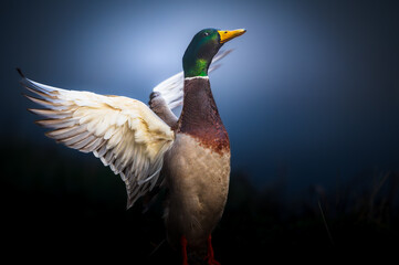 Beautiful duck is spreading its wonderful white wings. Dark blue Background with a little bit of motions blur