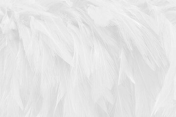 Beautiful white grey bird feathers pattern texture background.