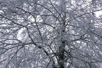 Obraz premium Frozen trees after a sudden cold snap. Ice on branches and leaves. Changeable weather. Frosty weather in winter. Panorama in the park in winter