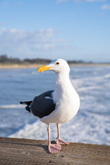 Seagull in Pismo beach