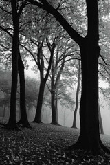 Monochrome Forest Scene With Trees and Leaves