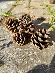 pine cones on the ground