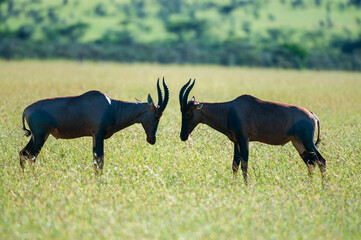 Pair of Tsessebe, (Damaliscus lunatus lunatus), antelope, readt to start head butting,  standing in green grass with trees blurred in back ground, Masai Mara, Kenya, Africa