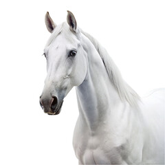 White horse isolated on a transparent background.
