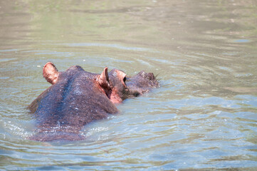 hippopotamus, or hippo, swiimming in water with ripples in water and head facing away from camera. Masai Mara, Kenya, Africa