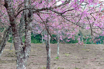Cherry blossom spring season in the morining - 755674289