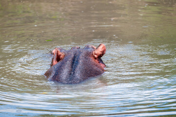 hippopotamus, or hippo, swiimming in water with head facing away from camera. and both ears visiable. Masai Mara, Kenya, Africa