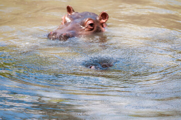 hippopotamus, or hippo, swiimming in water looking at camera with one big eye visible and a second hippo sinking into water. Masai Mara, Kenya, Africa