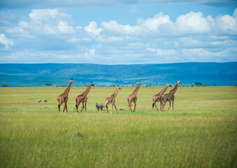Landscape of African bush with with group of giraffe walking to right., with lush green grass in front and blurred background. Masai Mara, Kenya, Africa