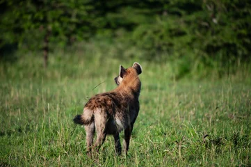 Tuinposter Spotted hyena, (Crocuta crocuta), standing in green grass walking away from camera with blurred background. Masai Mara, Kenya, Africa © Marion Smith (Byers)
