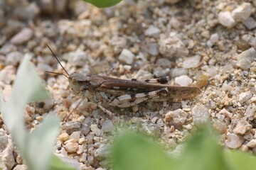 Eusphingonotus japonicus grasshopper in Japan