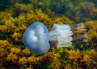 A jellyfish with tentacles in the water of the Black Sea.