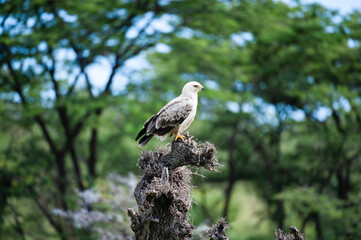 Black-shouldered kite, (Elanus caeruleus), with bright yellow claws, sitting on tree stump looking right, Masai Mari, Kenya, Africa