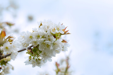 Macro shot of white cherry flowers isolated on gray background.