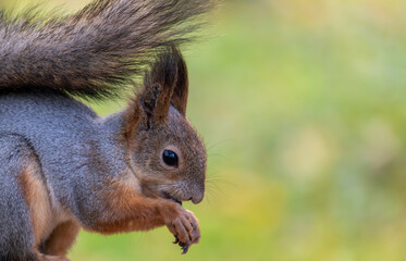 Naklejka na ściany i meble Squirrel eats nuts in close-up.