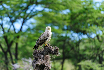 Black-shouldered kite, (Elanus caeruleus), with bright yellow claws, sitting on tree stump with blurred background. Masai Mari, Kenya, Africa
