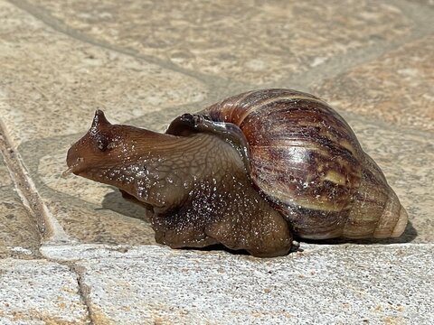 Caramujo