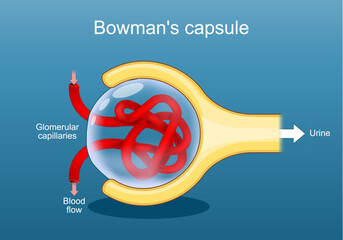 Nephron structure. Cross section of a Bowman's capsule