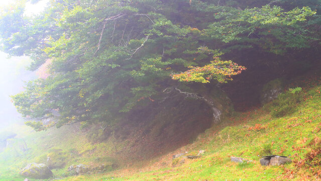 Misty Beech Forest in Cangas de Onis