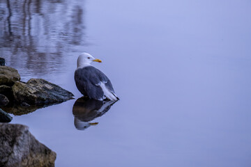 A seagull in the water near the shore with a reflection.