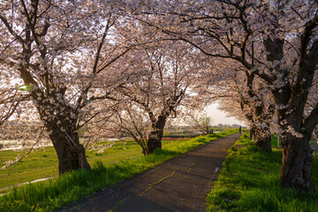 夕暮れの桜のトンネル