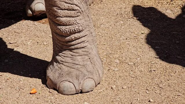 Closeup of the big feet of an asiatic elephant