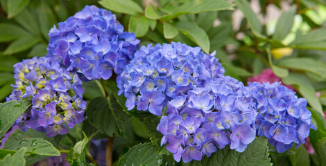 Beautiful blue hydrangea flowers in the garden