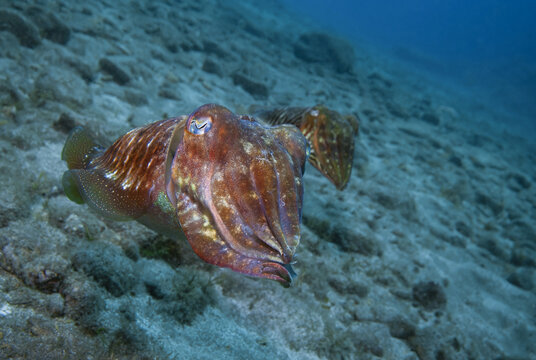 A majestic cuttlefish with shimmering skin hovers above the sandy ocean floor, displaying its intricate patterns and textures in the clear Atlantic waters