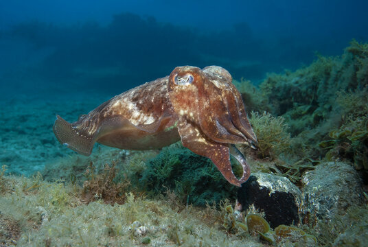 A brown cuttlefish expertly navigates the underwater seascape, its body pattern blending with the Atlantic Ocean's floor flora