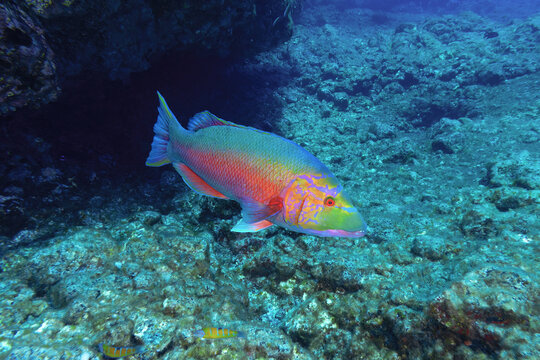 A vibrant parrotfish with intricate patterns swims among the coral reefs, its hues standing out in the clear Atlantic waters