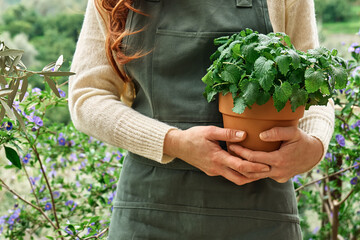 Unrecognizable redhead woman holding in her hands terracotta pot with Melissa officinalis plant in...