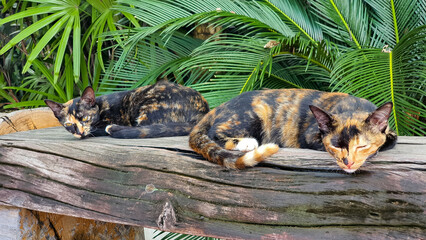 Two cats with tiger stripes sleeping on chairs in the park.  There is a background of green trees, an outdoor atmosphere.