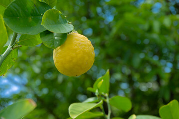 A ripe yellow lemon on a tree branch with green leaves, close-up of the natural fruit.