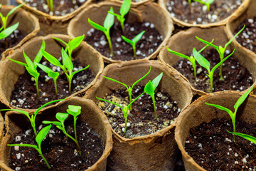 Greenhouse is used to grow pepper seedlings in containers