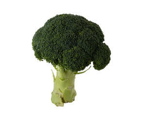 Fresh green broccoli on a white background isolation