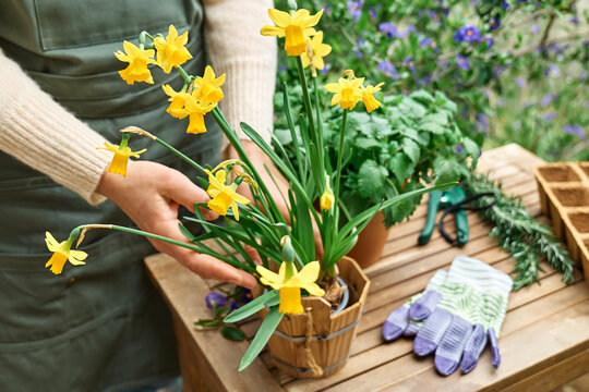 Woman's hands cutting yellow daffodil in the pot on wooden table in blooming spring garden.