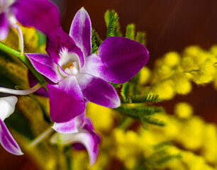 orchidea macro