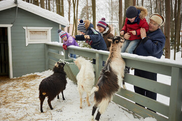 Three children and two adults feed goats with bread in fold on winter day