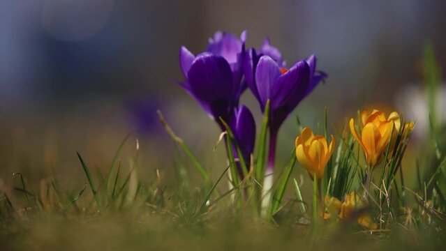 Spring background with blooming flowers. Field of blooming crocuses, group of bright colorful flowers. Crocus flower on a sunny spring day. Macro. Video of flowers.