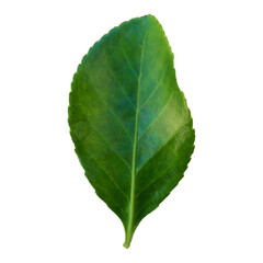 An unique concept of isolated spring leaf on plain background , very suitable to use in mostly plant project.